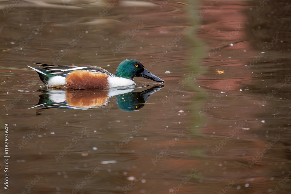 Fototapeta premium Pato cuchara, Cuchara común, northern shoveler