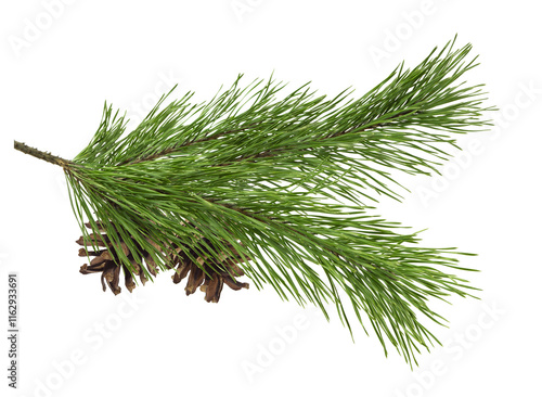 Fir tree branches and pine cone isolated on white background. Christmas tree, winter time concept.