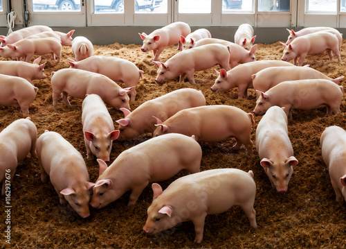 A group of pigs located in a modern farming environment within an agricultural setting