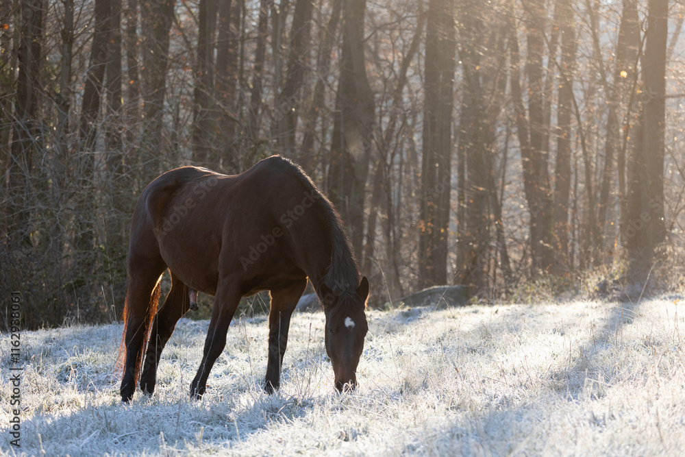 Pferd im Morgenreif