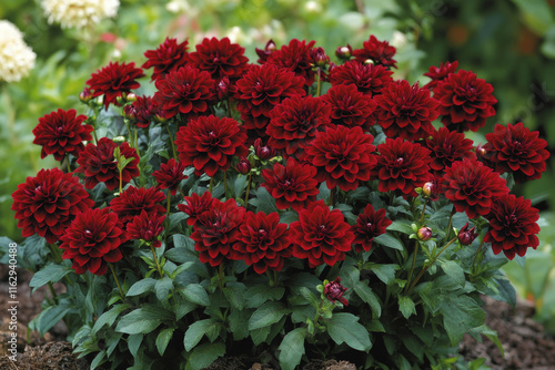 Dahlia 'Bacardi' flowering in late summer or early autumn photo