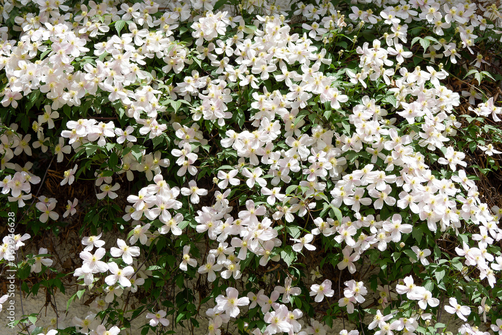 Mountain or anemone clematis (Clematis montana) Clusters of abundant pale pink climbing flowers covering a wall with deep-green attractive foliage
Mountain or anemone clematis (Clematis montana) Clusters of abundant pale pink climbing flowers covering a wall with deep-green attractive foliage