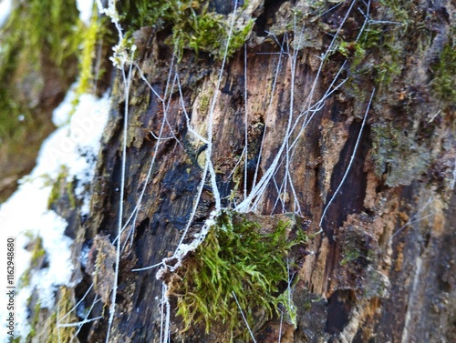 Natural background with frozen spider web on the background of an old tree covered with green moss.