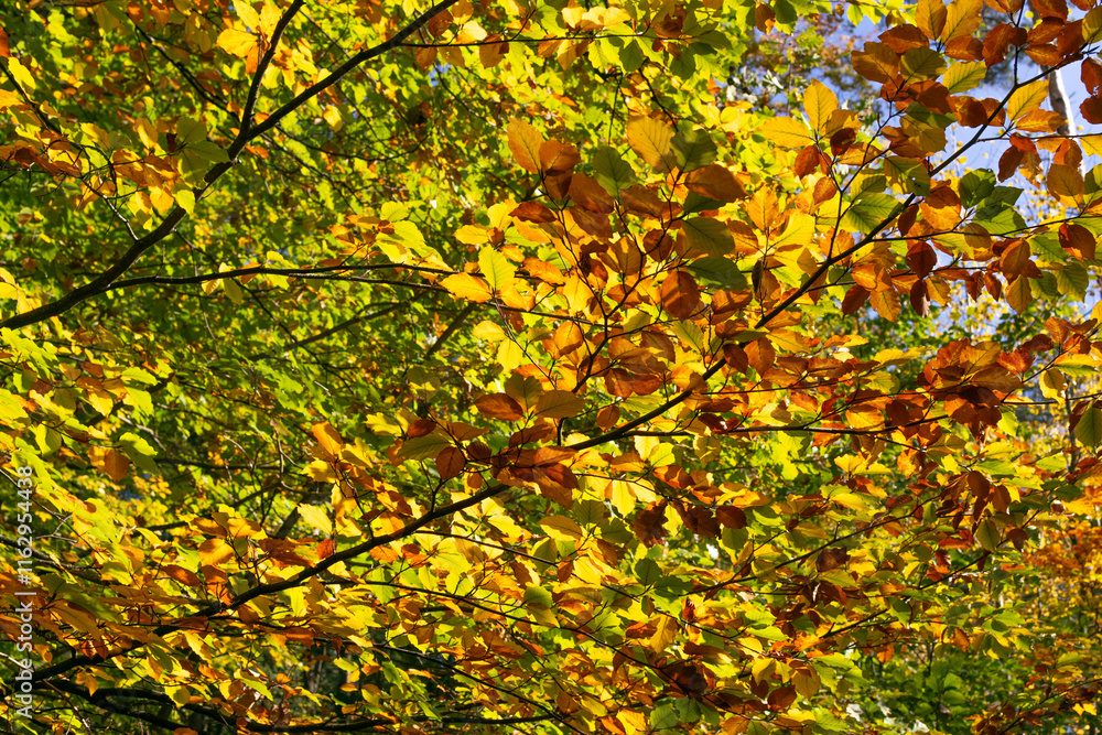 Yellow-green leaves of deciduous trees in autumn forest. Tree branches against the blue sky. Yellow-green leaves of deciduous trees in autumn forest. Tree branches against the blue sky.