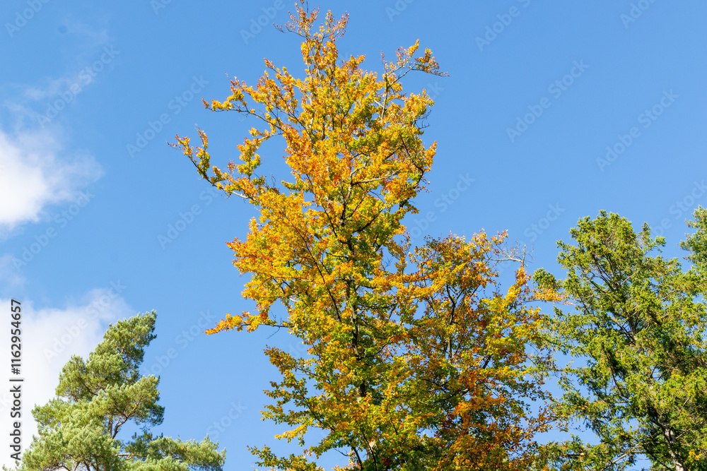 Yellow-green leaves of deciduous trees in autumn forest. Tree branches against the blue sky. Yellow-green leaves of deciduous trees in autumn forest. Tree branches against the blue sky.