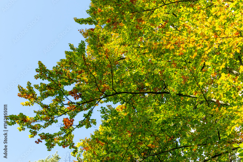 Yellow-green leaves of deciduous trees in autumn forest. Tree branches against the blue sky. Yellow-green leaves of deciduous trees in autumn forest. Tree branches against the blue sky.