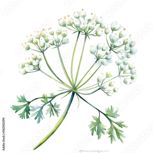 A watercolor of a parsley flower, isolated on a white background. Parsley vector.
