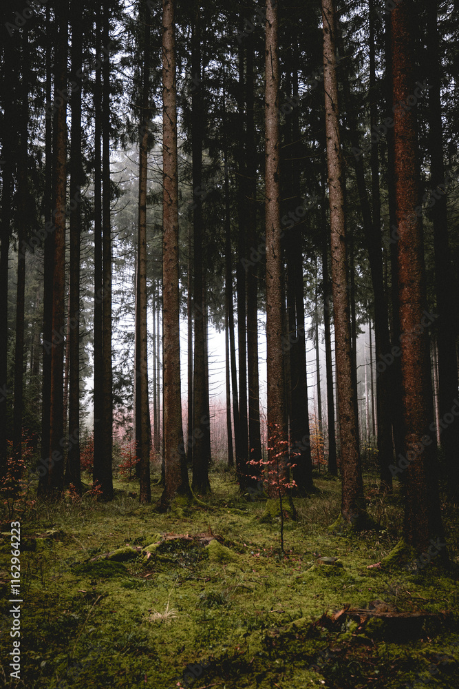 Fototapeta premium forest in autumn