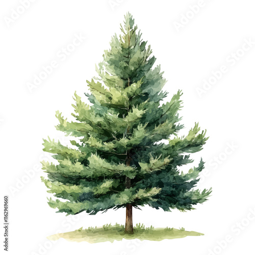 A watercolor drawing of a pine tree, isolated on a white background. Pine vector.
