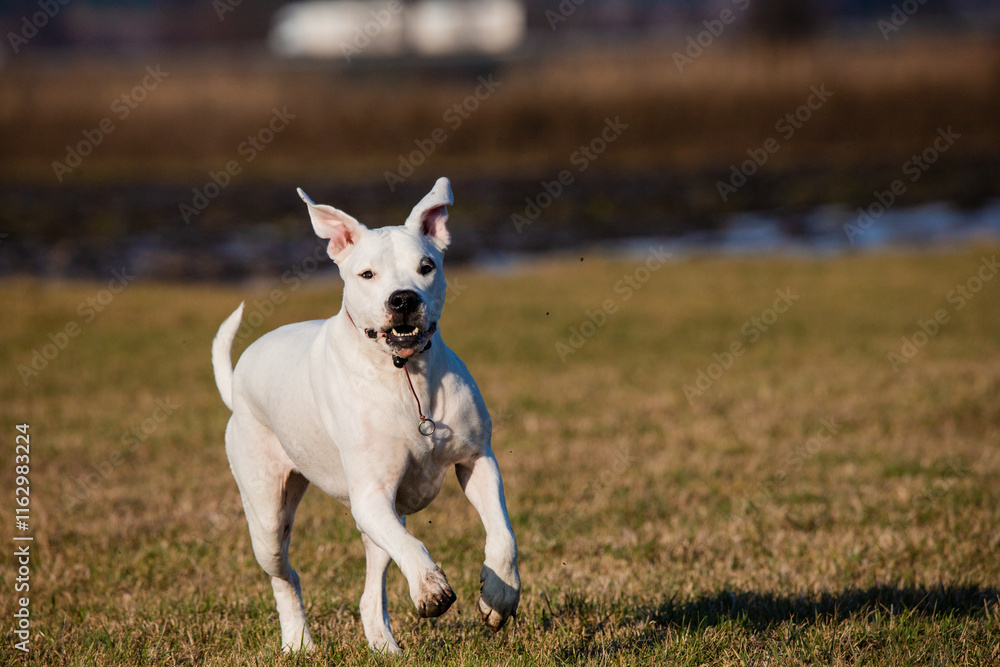 White dogo argentino running joyfully across a grassy field on a sunny day. Pure energy and canine happiness captured in this vibrant image. White dogo argentino running joyfully across a grassy field on a sunny day. Pure energy and canine happiness captured in this vibrant image.