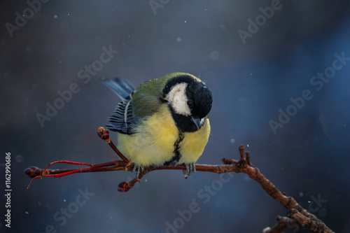 small plump tit bird sits on a branch in a winter park on a branch under fall...