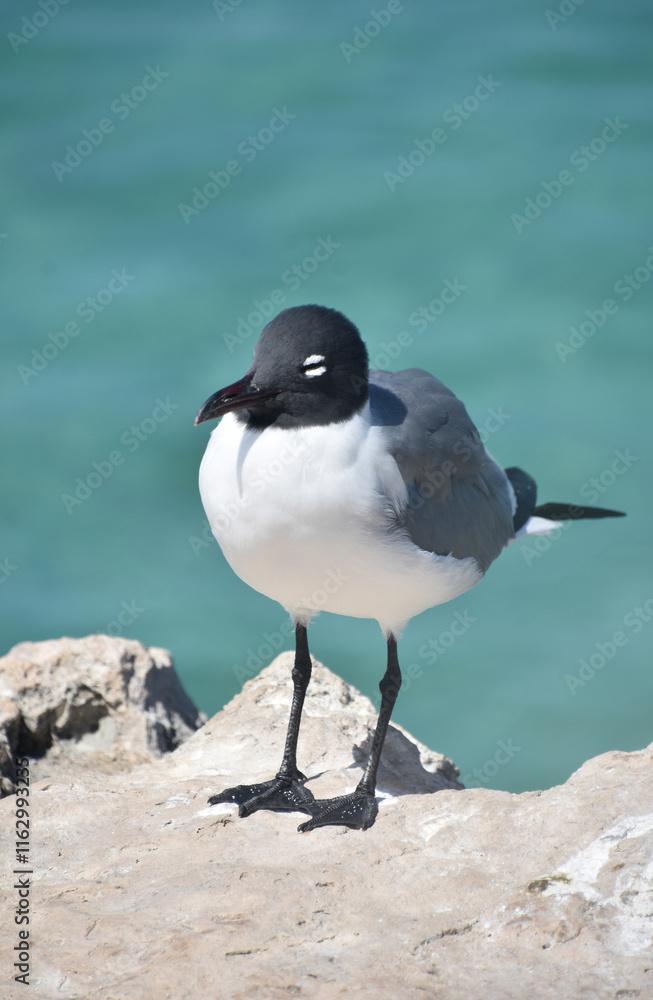 Single Laughing Gull on a Rock Above the Ocean Single Laughing Gull on a Rock Above the Ocean