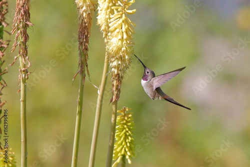 Male Oasis Hummingbird drinking from a tritoma, Kniphofia uvaria.-  Male Rhodopis vesper feeding - Picaflor del norte Macho