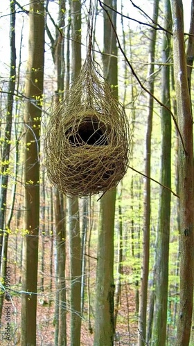 Intricate Craftsmanship of the Largest Nests in the Animal World Nestled Among Towering Trees photo