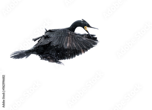 Fotografi european shag cormorant bird landing