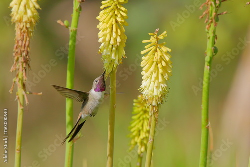 Oasis Hummingbird  feeding from a Kniphofia uvaria.- Picaflor del norte - Rhodopis vesper feeding