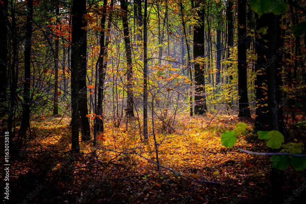 interior of a deciduous forest in autum interior of a deciduous forest in autum