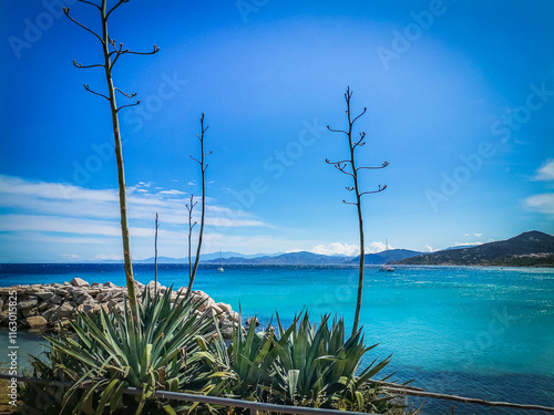 View of some Agave plants at Ile-Rousse by the Mediterranean Sea