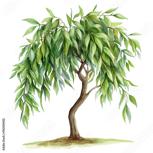 A watercolor drawing of a willow tree, isolated on a white background. Willow vector.
