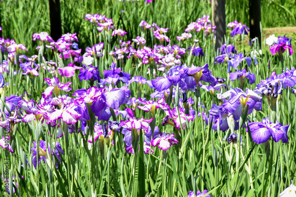 A vibrant garden filled with purple and white irises blooming under bright sunlight, surrounded by green stems and leaves in Japan A vibrant garden filled with purple and white irises blooming under bright sunlight, surrounded by green stems and leaves in Japan
