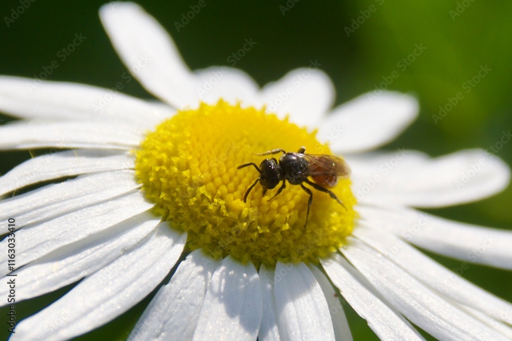 Obraz premium A hoverfly resting on a white daisy flower with a vibrant yellow center. The green, blurred background enhances the focus on the insect and the flower.