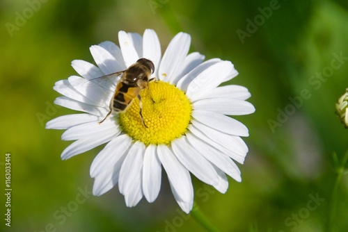 A hoverfly resting on a white daisy flower with a vibrant yellow center. The green, blurred background enhances the focus on the insect and the flower.