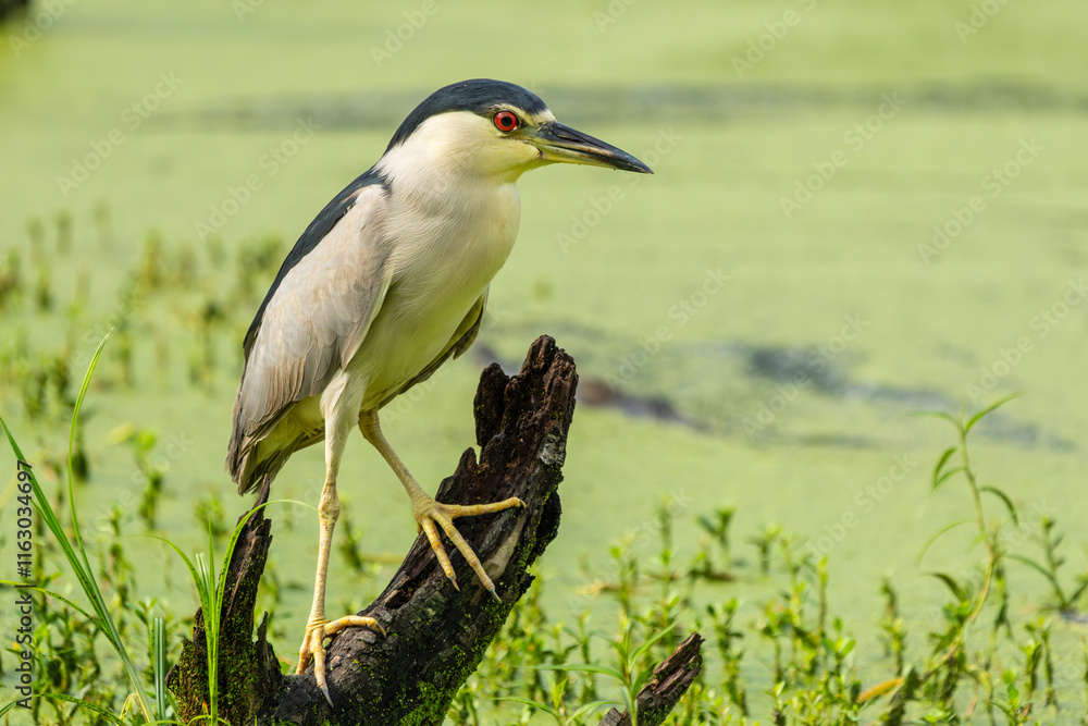 A black-crowned night heron perched on a log A black-crowned night heron perched on a log