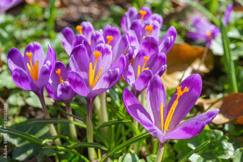 Beautiful purple spring crocuses in the garden in sunny day. Floral spring background with wild crocus flowers on meadow. Springtime, nature. Selective focus, close up, macro.