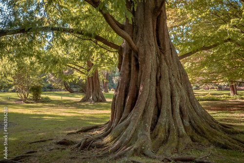 Dawn Redwood trees  from seeds collected in China in 1947.  The International Metasequoia Society declared that this particular specimen has the largest girth of any Dawn Redwood in the world.  photo