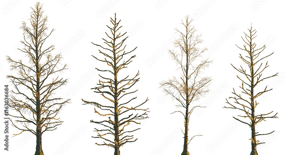 Obraz premium dry mossy leafless swamp Metasequoia glyptostroboides tree frontal set isolated png on a transparent background premium cutout (Dawn Redwood)