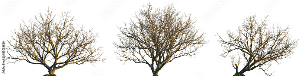 dry mossy leafless swamp populus tree frontal set isolated png on a transparent background premium cutout dry mossy leafless swamp populus tree frontal set isolated png on a transparent background premium cutout
