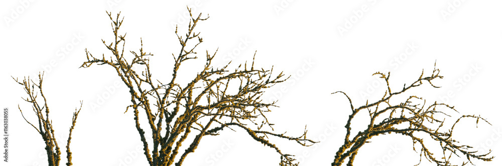 dry mossy leafless swamp bush and tree Shorea robusta frontal set isolated png on a transparent background premium cutout sunset lighting (Sal Tree, sala, shala, sakhua or sarai) dry mossy leafless swamp bush and tree Shorea robusta frontal set isolated png on a transparent background premium cutout sunset lighting (Sal Tree, sala, shala, sakhua or sarai)