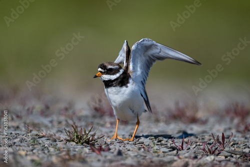 A common ringed plover searches for food in northern Sandinavia photo