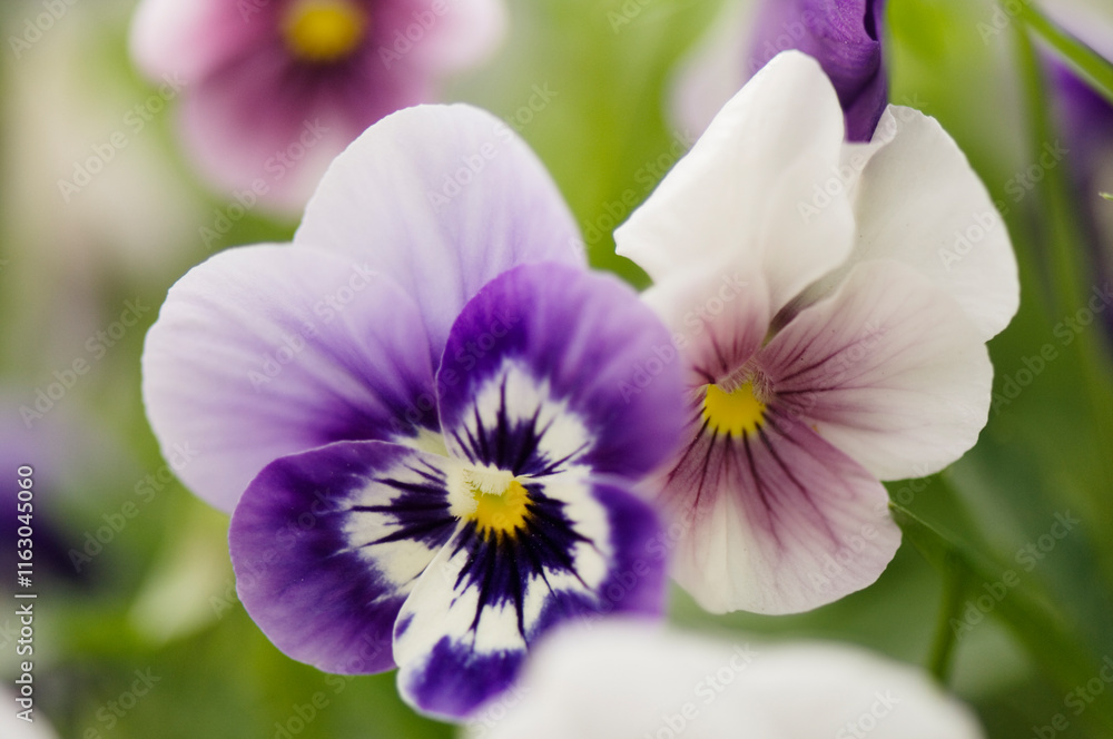 Viola Penny Marina and Sorbet 'Orchid Rose Beacon' . Viola x wittrockiana, Viola cornuta, horned violet, Tafted Pansy