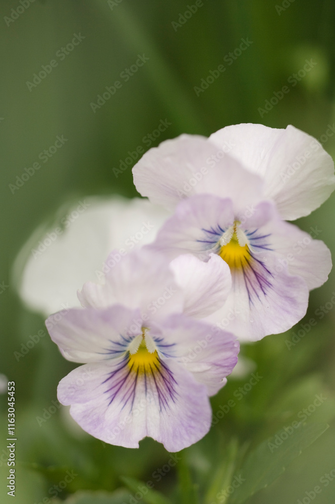 Pansy Floral Power F1 Lavender Pink. Viola x wittrockiana Pansy Floral Power F1 Lavender Pink. Viola x wittrockiana