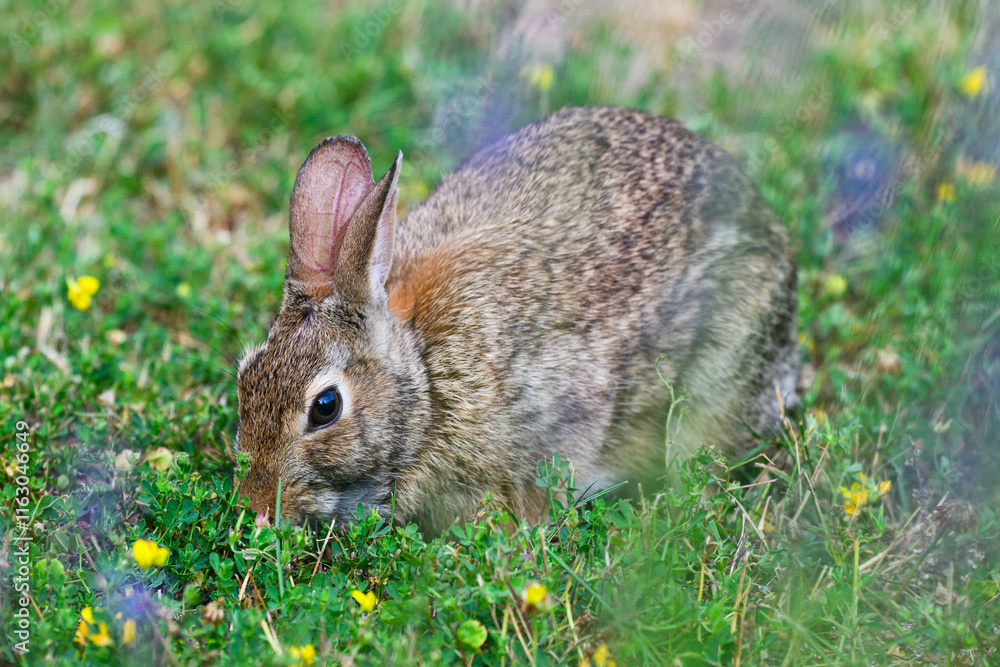 Fototapeta premium Eastern Cottontail rabbit in closeup with out of focus purple flowers