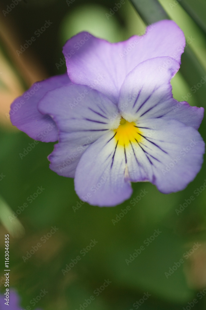Viola Sorbet Yesterday, Today and Tomorrow Pansy Flower Close-up. Viola cornuta. Horned Viola, Tufted Pansy Viola Sorbet Yesterday, Today and Tomorrow Pansy Flower Close-up. Viola cornuta. Horned Viola, Tufted Pansy