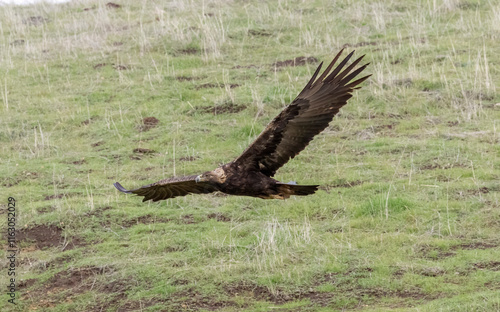 A Golden Eagle taking flight in a nature preserve in California photo