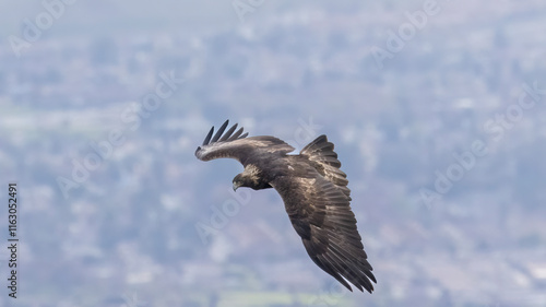 A Golden Eagle taking flight in a nature preserve in California photo