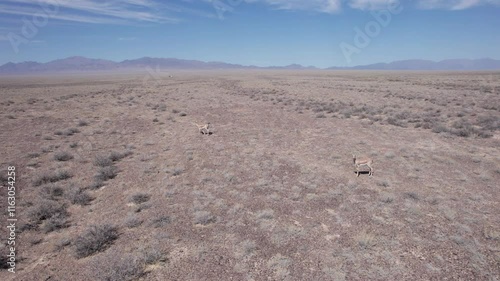 Two gazelles are running away from a drone across the steppe. Gazella subgutturosa overcomes obstacles in the form of bushes very quickly. Dust flies from under the hooves. Gazelles in the wild photo