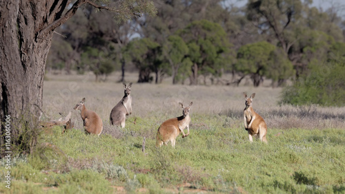 a sunny winter morning shot of a mob of red kangaroos looking at camera in western queensland, australia