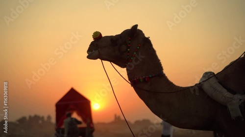Camel at Sunset During the Pushkar Camel Fair in Rajasthan, India