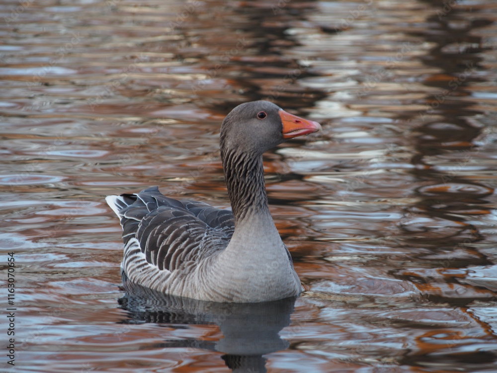 A single greylag goose (anser anser) swimming on the pond in the Rheinaue park in Bonn, Germany on a sunny day in December A single greylag goose (anser anser) swimming on the pond in the Rheinaue park in Bonn, Germany on a sunny day in December