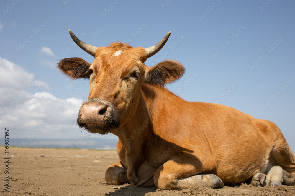 Red cow chewing grass, close-up, sunny day and blue sky Red cow chewing grass, close-up, sunny day and blue sky