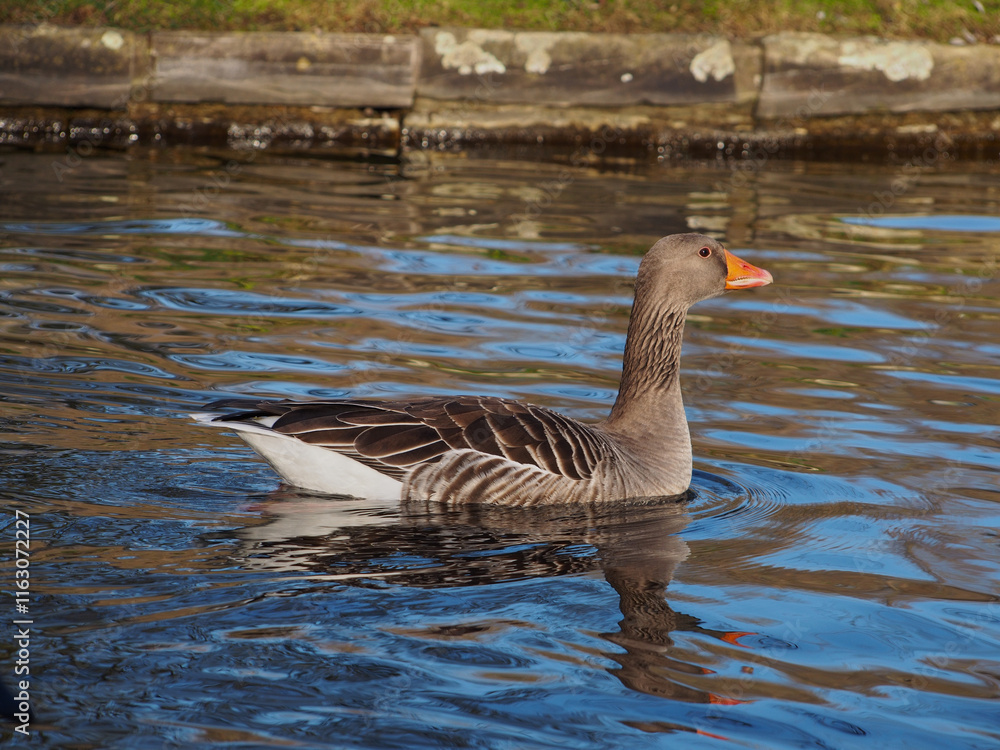 Fototapeta premium Sideview of a greylag goose (anser anser) swimming on the pond in the Rheinaue park in Bonn, Germany on a sunny day in December