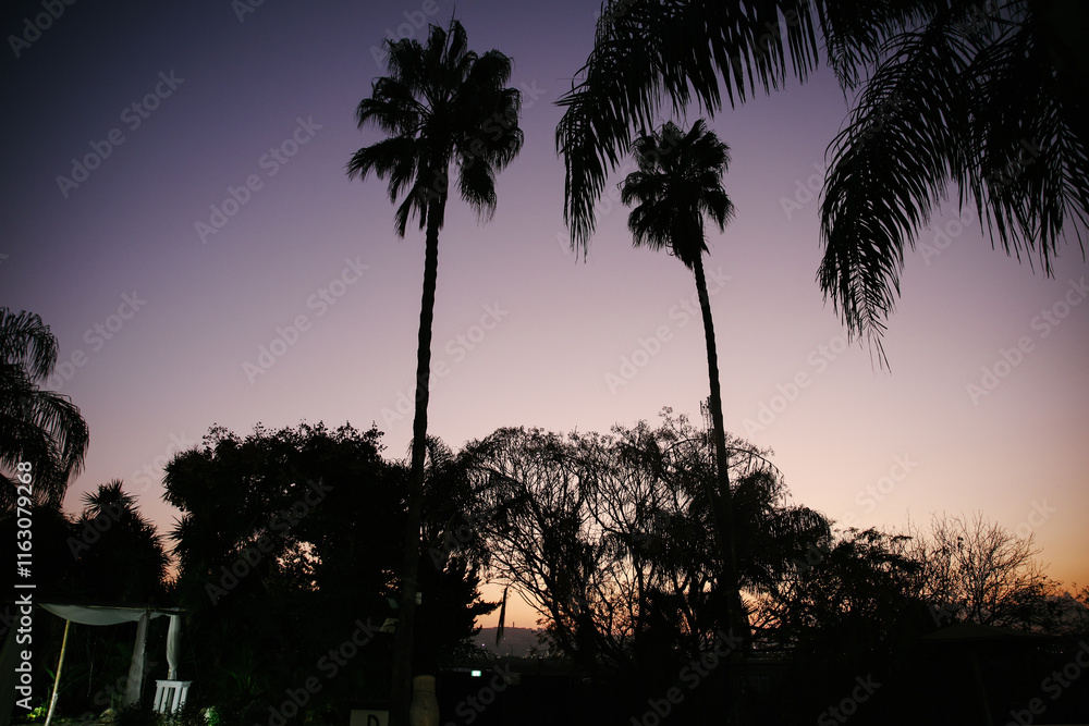 Palm Trees Silhouetted Against Twilight Sky Palm Trees Silhouetted Against Twilight Sky