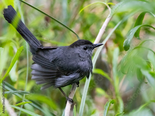 Catbird photo