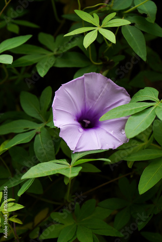 Violet flower