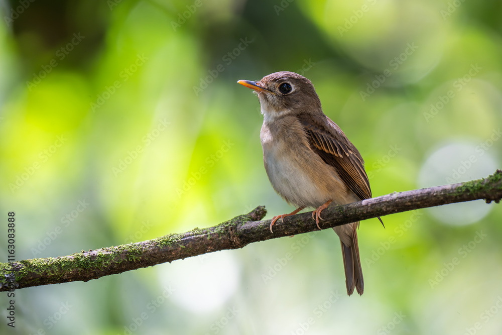 Brown-breasted flycatcheron a branch Brown-breasted flycatcheron a branch