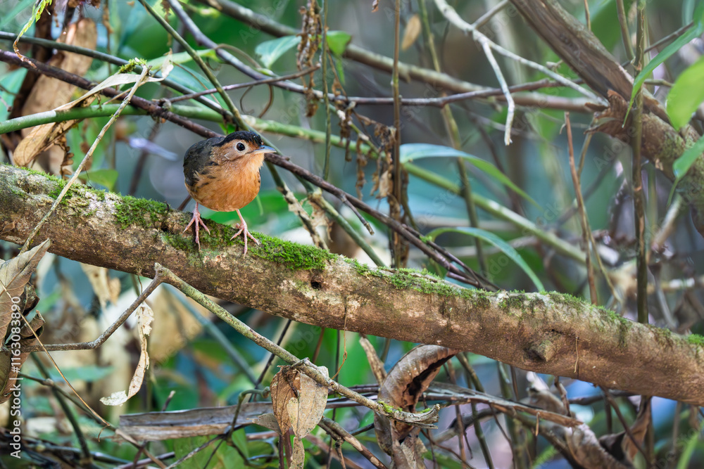 Brown-breasted flycatcheron a branch Brown-breasted flycatcheron a branch